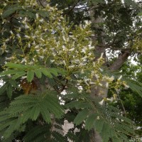 Falcataria falcata (L.) Greuter & R.Rankin